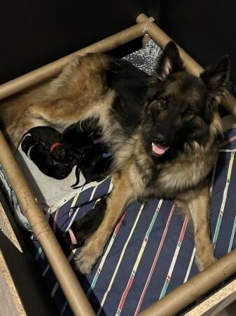 German Shepherd puppies for sale in Ely, Cambridgeshire – 1 year old - Image 5 of 5