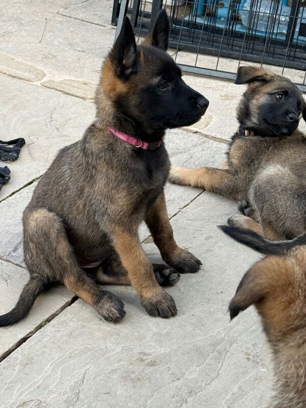 9 beautiful German shepherd x malanois