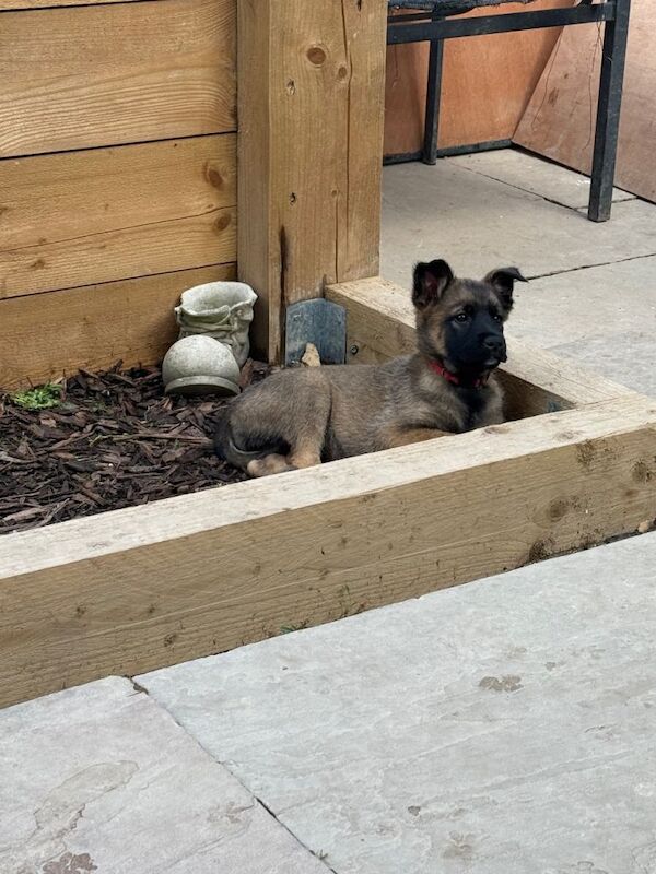 9 beautiful German shepherd x malanois - Image 2 of 6