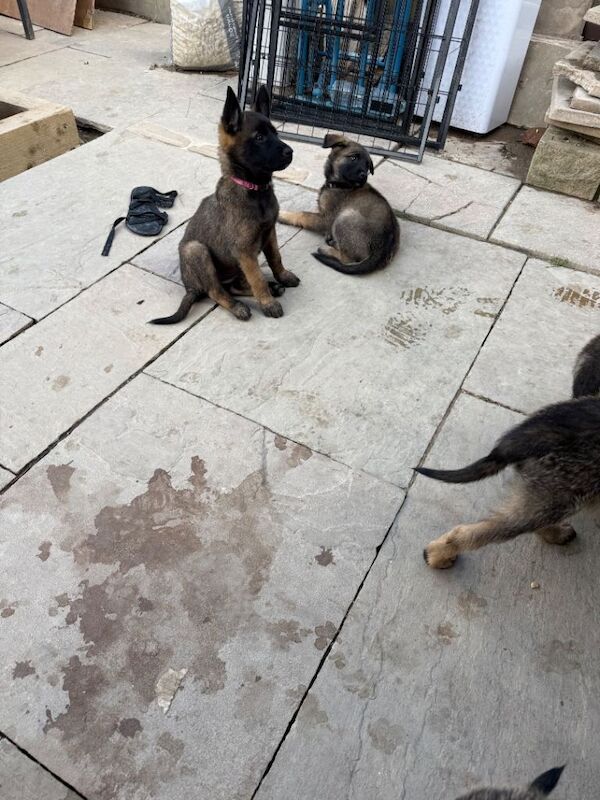 9 beautiful German shepherd x malanois - Image 3 of 6