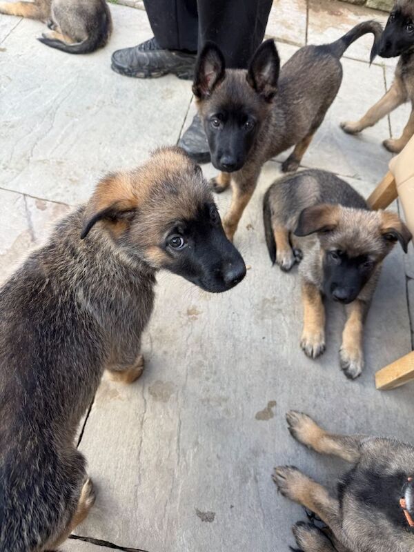 9 beautiful German shepherd x malanois - Image 4 of 6