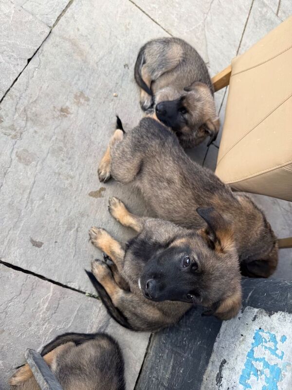 9 beautiful German shepherd x malanois - Image 5 of 6