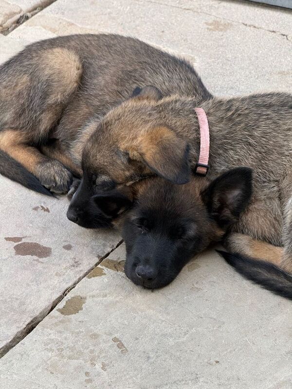 9 beautiful German shepherd x malanois - Image 6 of 6