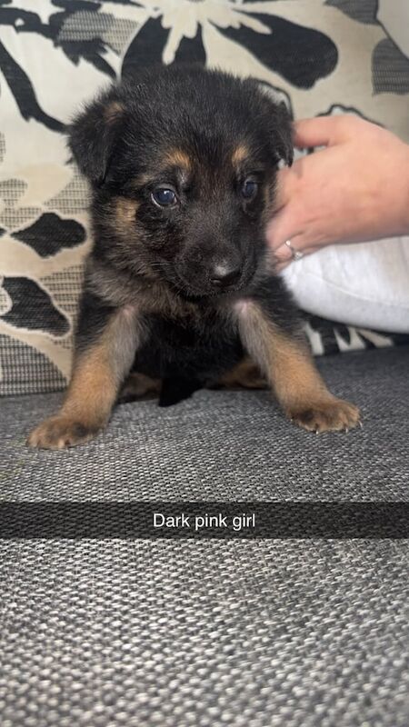 9 German shepherd puppies for sale in Gravesend, Kent
