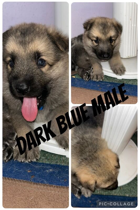 German Shepherd puppies for sale in Waterlooville, Hampshire – 5 weeks old