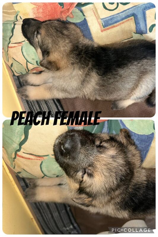 German Shepherd puppies for sale in Waterlooville, Hampshire – 5 months old - Image 2 of 3