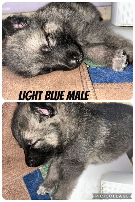 German Shepherd puppies for sale in Waterlooville, Hampshire – 5 months old - Image 3 of 3