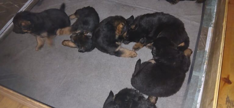 German Shepherd puppies for sale in Kidderminster, Worcestershire – 3 months old - Image 2 of 4