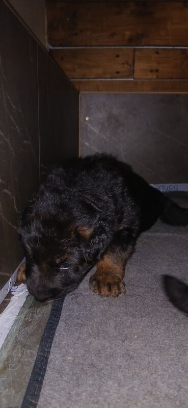 German Shepherd puppies for sale in Kidderminster, Worcestershire – 3 months old - Image 3 of 4