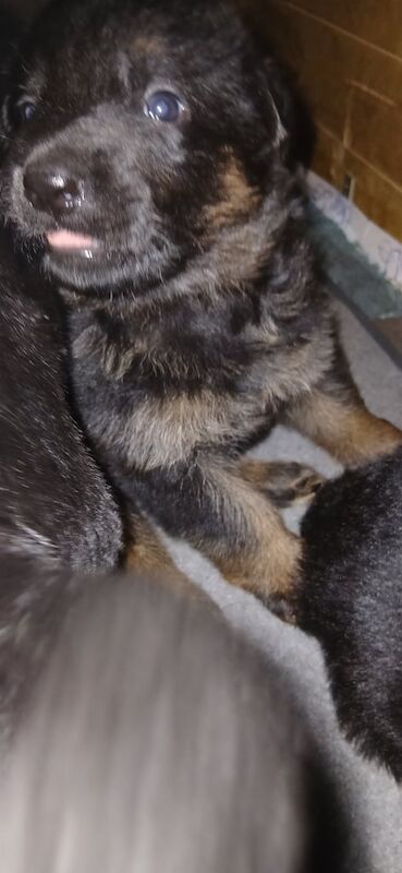 German Shepherd puppies for sale in Kidderminster, Worcestershire – 3 months old - Image 4 of 4
