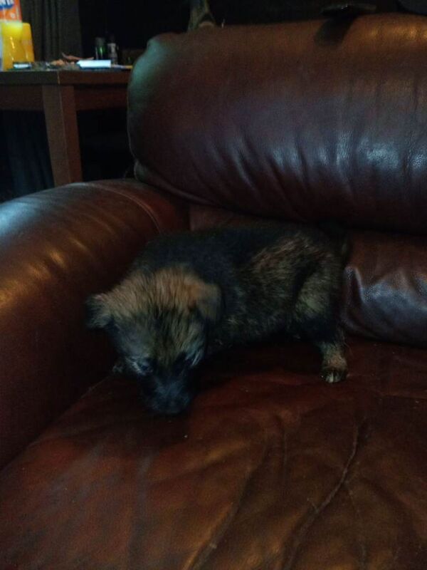 Black German Shepherd Puppies For Sale