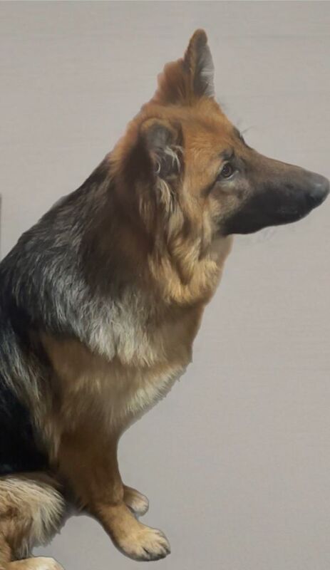 German Shepherd Puppies For Sale Under £1,000