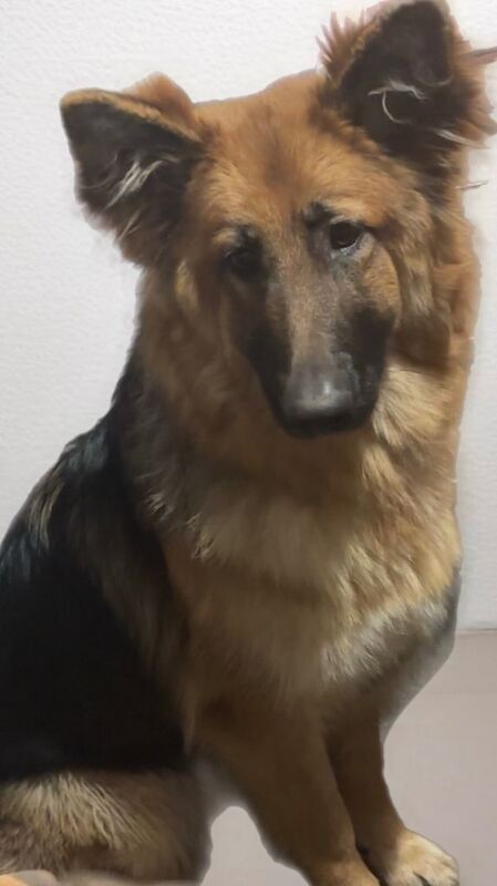 9 month old German Shepard - Image 2 of 3