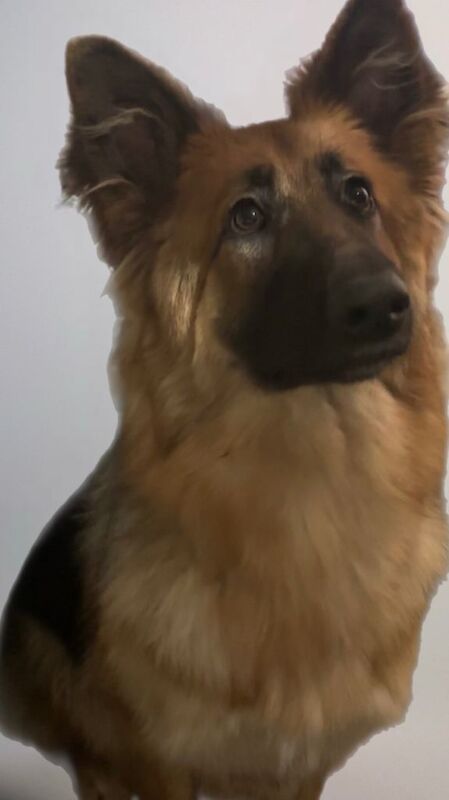 9 month old German Shepard - Image 3 of 3