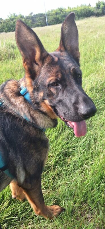 9 month old German shepherd for sale in Manchester, Greater Manchester