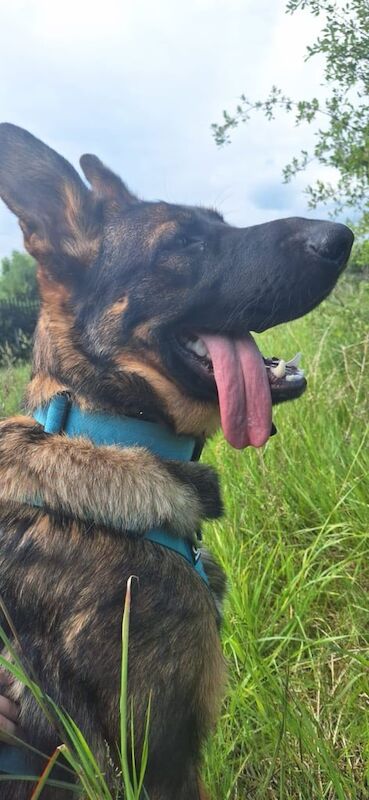 9 month old German shepherd for sale - Image 2 of 3