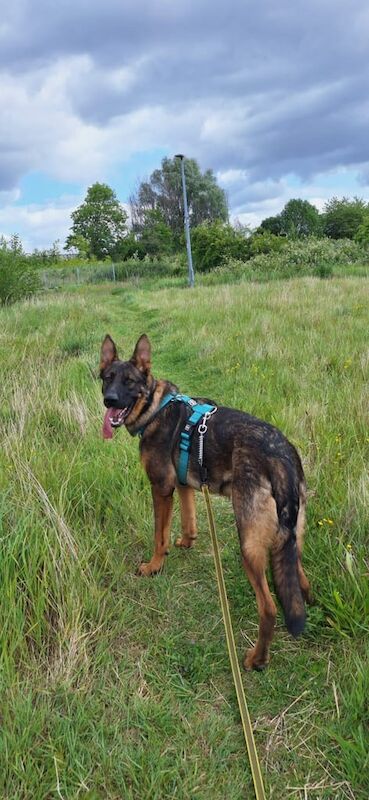 9 month old German shepherd for sale - Image 3 of 3