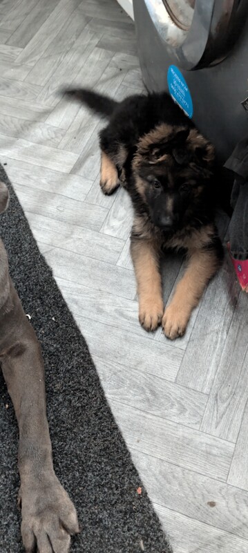 9 week old female German shepherd puppy