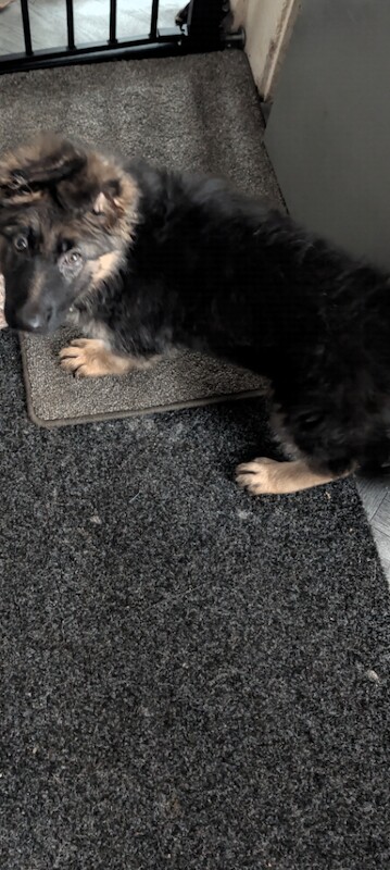 9 week old female German shepherd puppy - Image 2 of 3