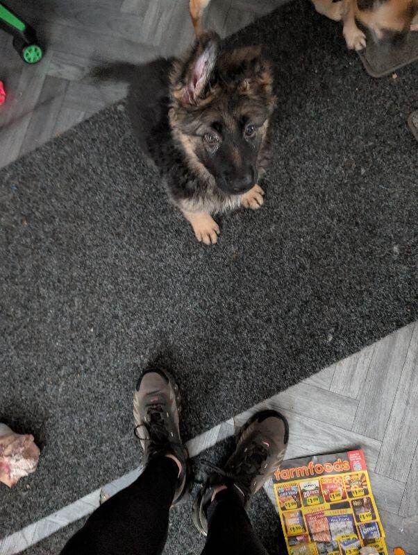 9 week old female German shepherd puppy - Image 3 of 3