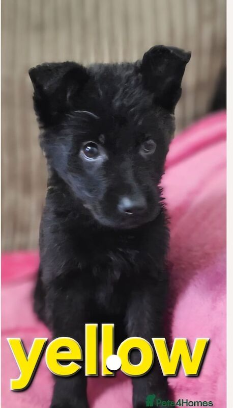 German Shepherd puppies for sale in Pontypool / Pont-y-pŵl, Gwent – 10 weeks old