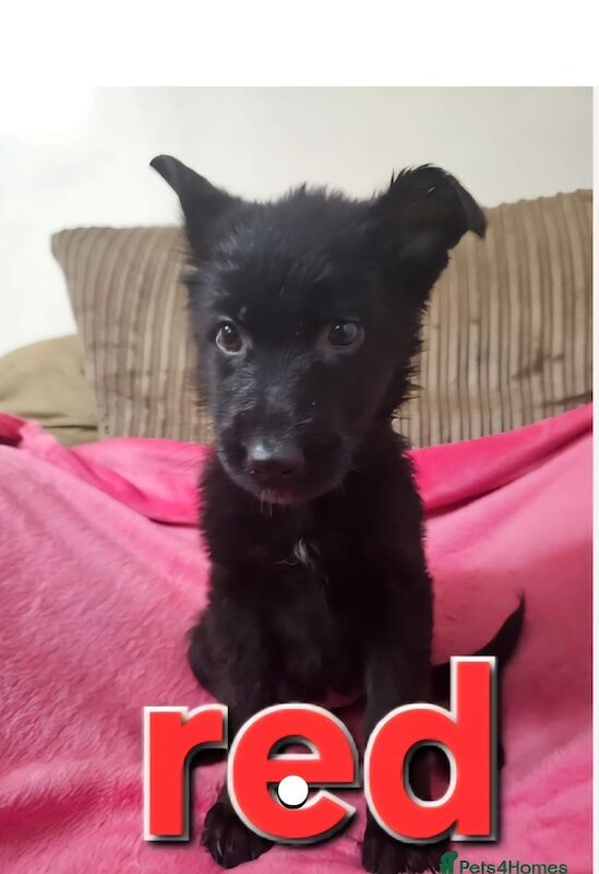 German Shepherd puppies for sale in Pontypool / Pont-y-pŵl, Gwent – 10 weeks old - Image 2 of 3