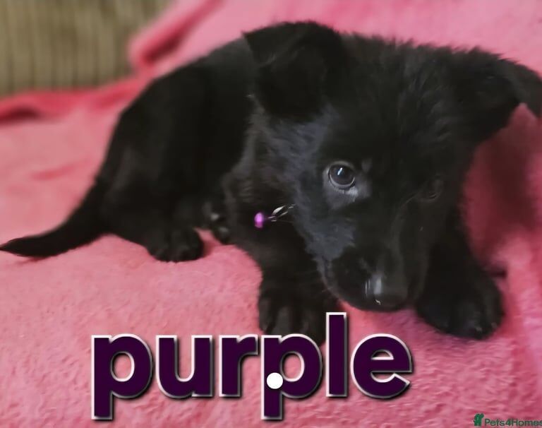 German Shepherd puppies for sale in Pontypool / Pont-y-pŵl, Gwent – 10 weeks old - Image 3 of 3