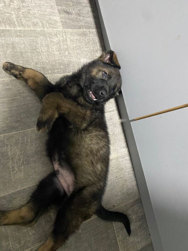 German Shepherd puppies for sale in Wolverhampton, West Midlands – 9 weeks old
