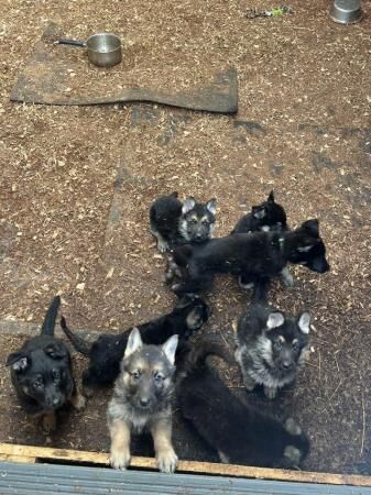 German Shepherd puppies for sale in Burton upon Trent, Staffordshire – 1 year old - Image 2 of 5