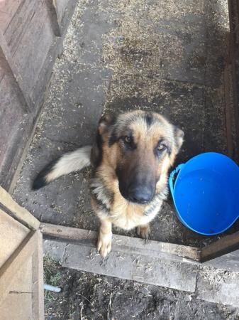 German Shepherd puppies for sale in Burton upon Trent, Staffordshire – 1 year old - Image 3 of 5