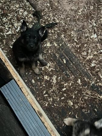 German Shepherd puppies for sale in Burton upon Trent, Staffordshire – 1 year old - Image 4 of 5