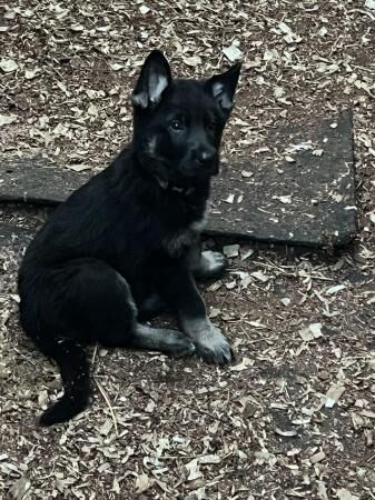 German Shepherd puppies for sale in Burton upon Trent, Staffordshire – 1 year old - Image 5 of 5