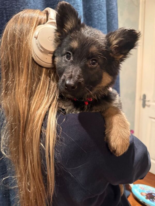 German Shepherd Puppies For Sale