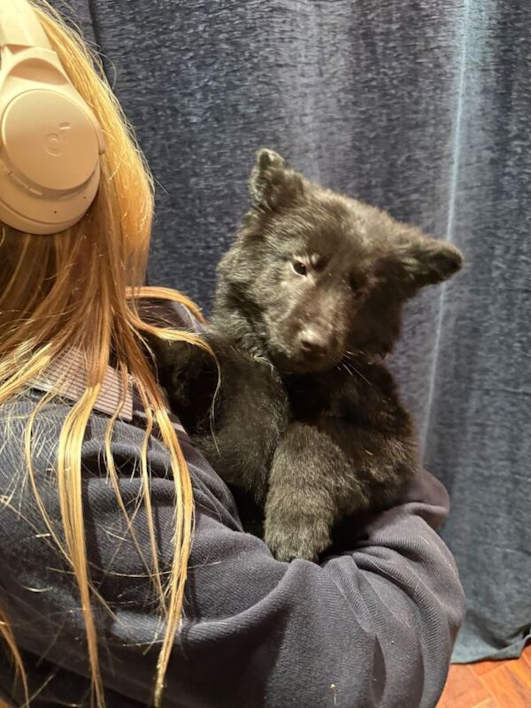 9 weeks old German shepherd - Image 2 of 6