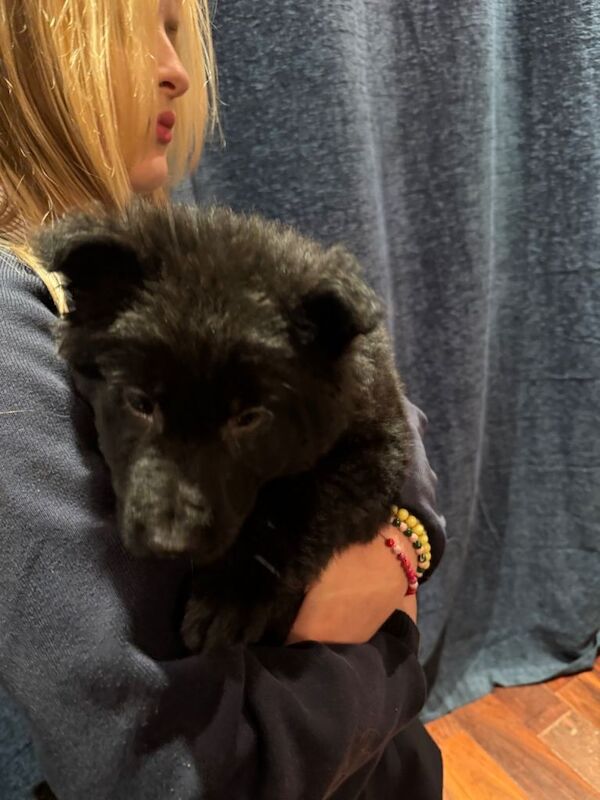 9 weeks old German shepherd - Image 3 of 6