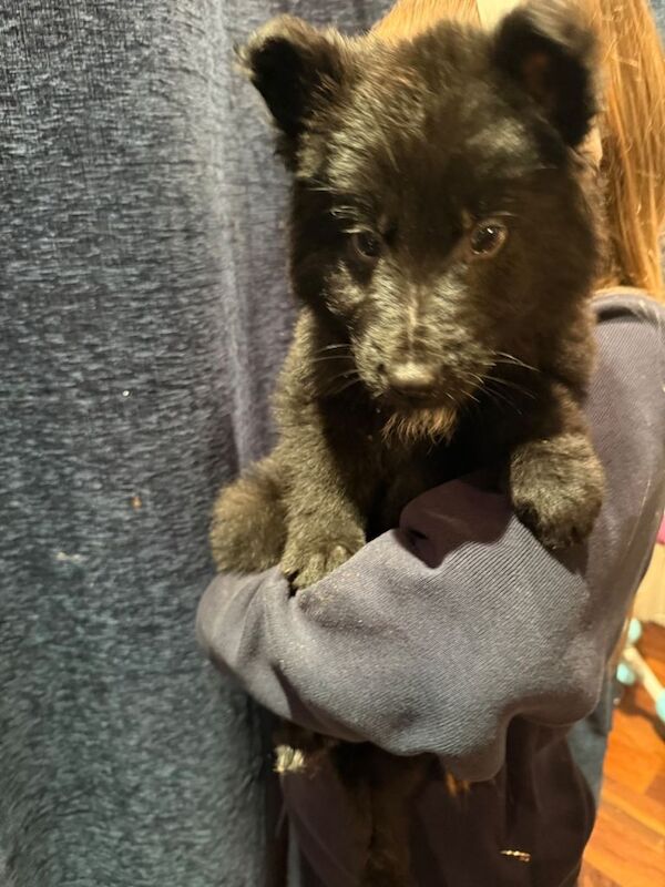 9 weeks old German shepherd - Image 4 of 6