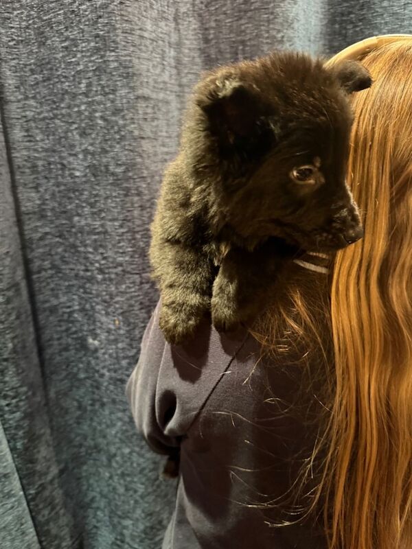 9 weeks old German shepherd - Image 5 of 6