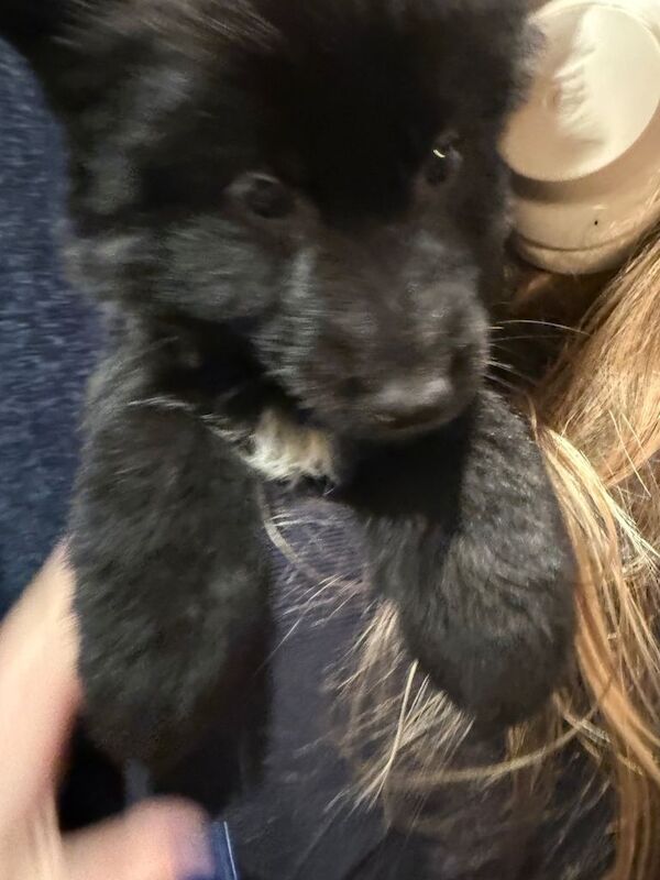 9 weeks old German shepherd - Image 6 of 6