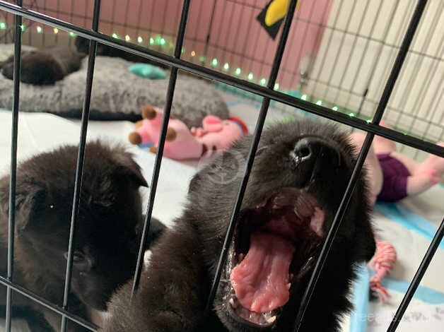 9nweek old female German shepherd puppy straight back fluffy - Image 2 of 5