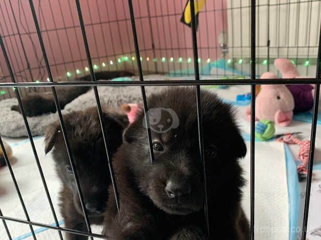 9nweek old female German shepherd puppy straight back fluffy - Image 3 of 5