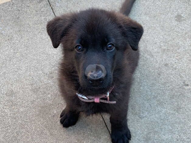 9nweek old female German shepherd puppy straight back fluffy - Image 4 of 5