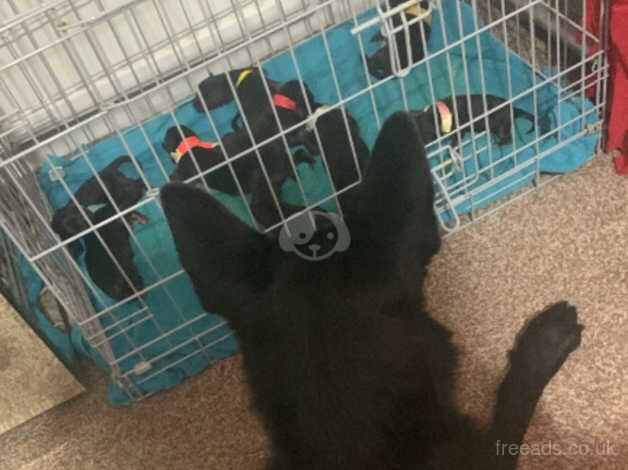 9nweek old female German shepherd puppy straight back fluffy - Image 5 of 5
