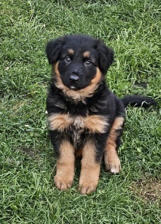 German Shepherd puppies for sale in Peterborough, Cambridgeshire – 1 year old - Image 2 of 5
