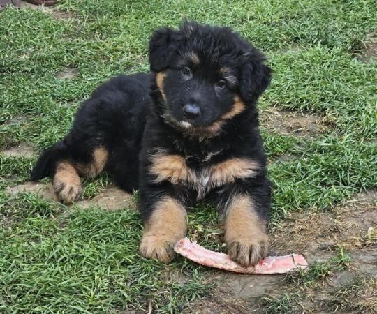 German Shepherd puppies for sale in Peterborough, Cambridgeshire – 1 year old - Image 3 of 5