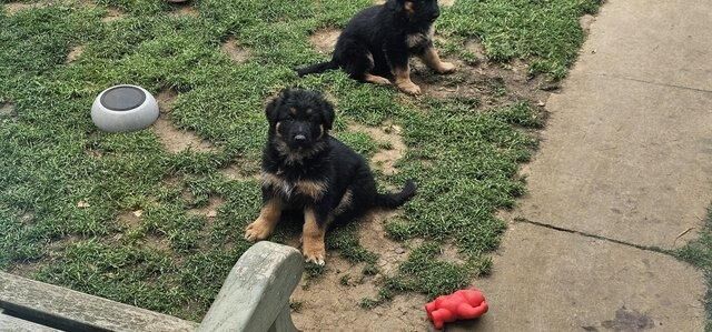 German Shepherd puppies for sale in Peterborough, Cambridgeshire – 1 year old - Image 4 of 5