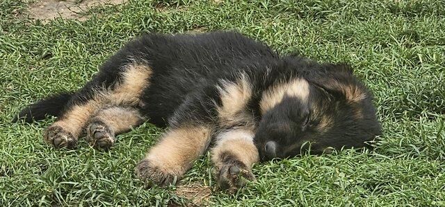 German Shepherd puppies for sale in Peterborough, Cambridgeshire – 1 year old - Image 5 of 5