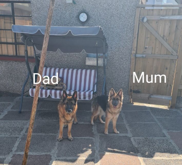 German Shepherd puppies for sale in Stevenston, Ayrshire and Arran – 8 weeks old