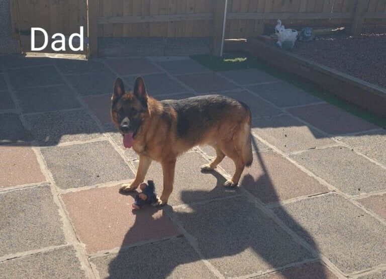German Shepherd puppies for sale in Stevenston, Ayrshire and Arran – 8 weeks old - Image 2 of 3