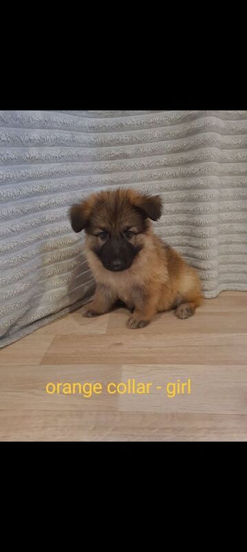 German Shepherd puppies for sale in Stevenston, Ayrshire and Arran – 8 weeks old - Image 3 of 3