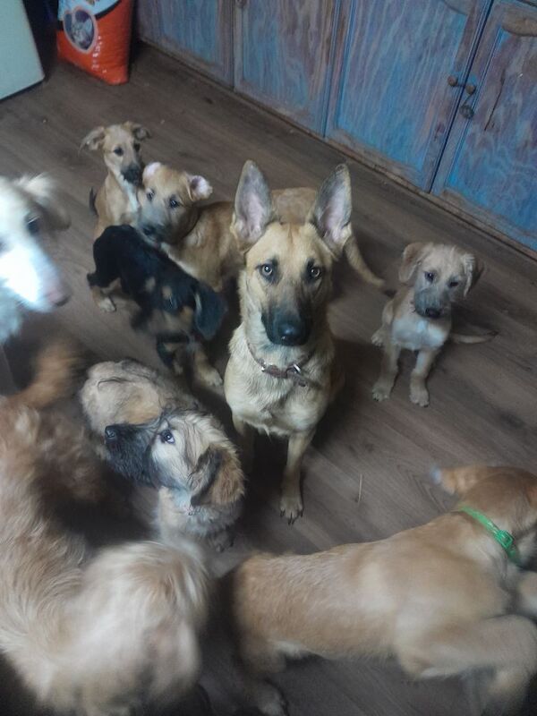 German Shepherd Puppies For Sale Under £1,000